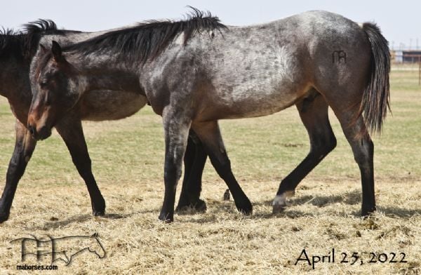 FQHR Lady Blackburn's 2021 Bay Roan Colt